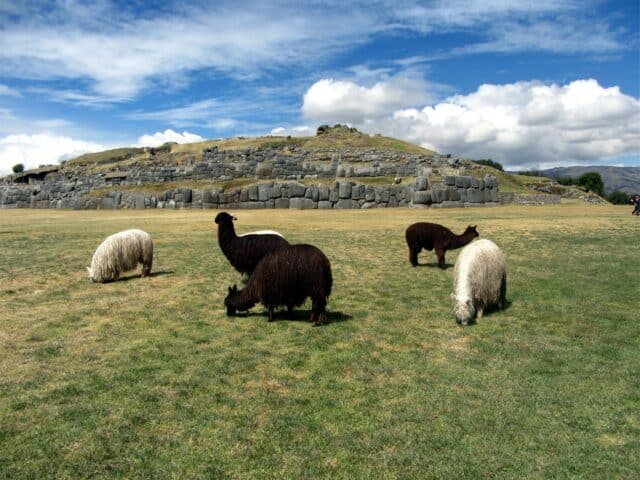 group of sheep on green grass field under blue sky and white clouds during daytime