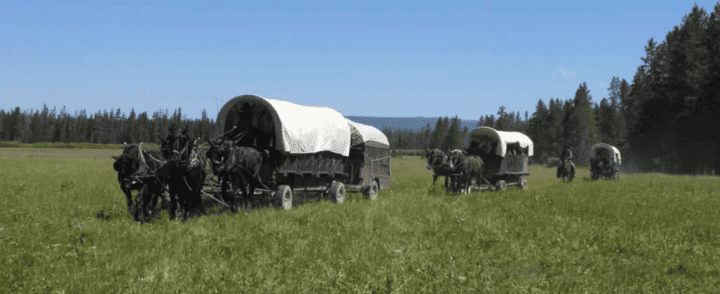 Covered wagons pulled by horses across grassy field