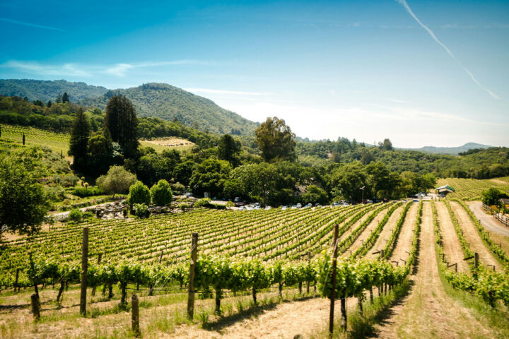 Sunlit vineyard rows with rolling green hills